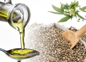 konoplja ulje konoplja semena cannabis sativa, omega 6,omega 3 masne kiseline, gama linoleinska kiselina, stearidonska kiselina,polinezasićene masne kiseline